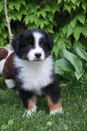 Cucciolo pastore australiano