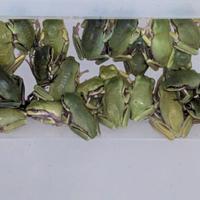 Rana Litoria caerulea