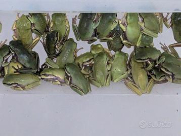 Rana Litoria caerulea