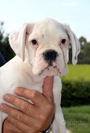 Boxer