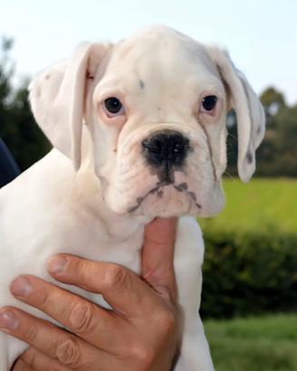 Boxer