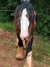 Puledri Gypsy Vanner