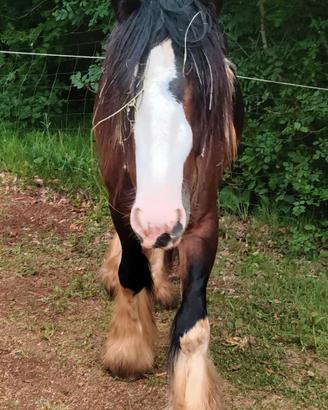 Puledri Gypsy Vanner