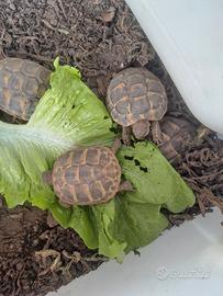 tartaruga 