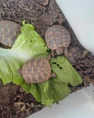 tartaruga 