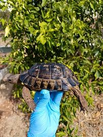 Tartaruga di terra testudo graeca testudo greca