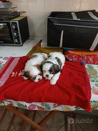 Cuccioli di schizu mini