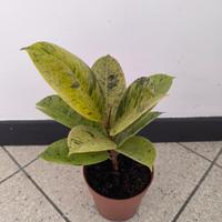Ficus Elastica "Shivereana" 