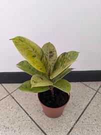 Ficus Elastica "Shivereana" 