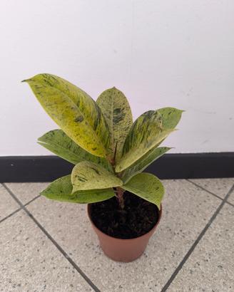 Ficus Elastica "Shivereana" 