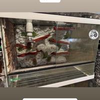 3. Teche/Terrari in vetro per rettili + sfondo 3D