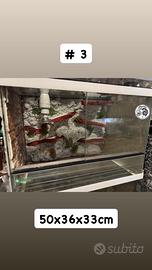 3. Teche/Terrari in vetro per rettili + sfondo 3D