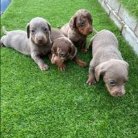 Cuccioli di bassotti kaninchen maschi femmine