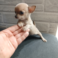 Chihuahua mini toy