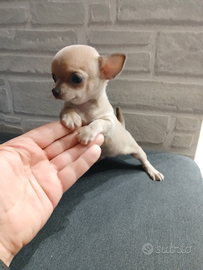 Chihuahua mini toy
