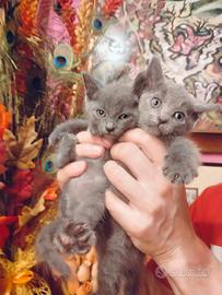 Gattini mix certosino