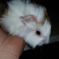 Cavie