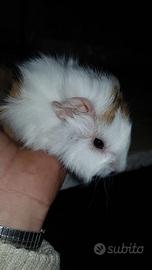 Cavie