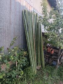canne in bamboo per orto.. 