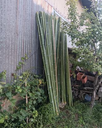 canne in bamboo per orto.. 