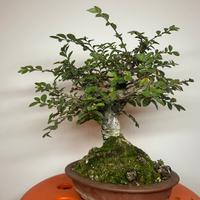 Bonsai olmo cinese shoin