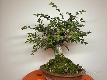 Bonsai olmo cinese shoin