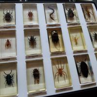 collezione insetti