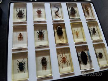 collezione insetti