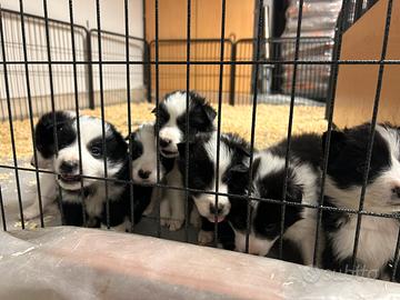 Cuccioli di border collie nati 04/12