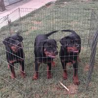 Cuccioli Rottweiler 4 mesi