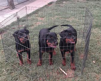 Cuccioli Rottweiler 4 mesi