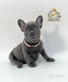Baby Principessina Bulldog Francese Total Blu