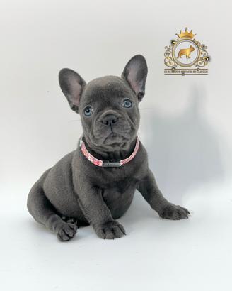 Baby Principessina Bulldog Francese Total Blu