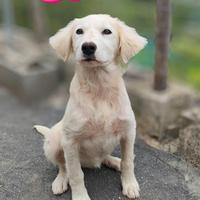Cucciola in adozione