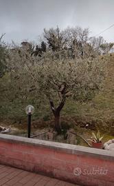 Lavori di sfalci, potature