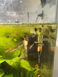 Guppy Endler