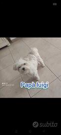 Cuccioli morkie