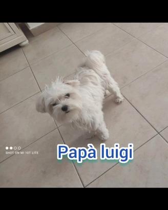 Cuccioli morkie