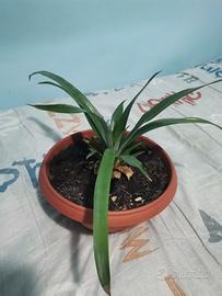 pianta di Ananas 