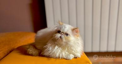 Persiano Red Point