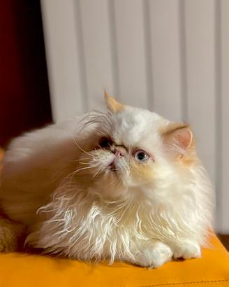 Persiano Red Point