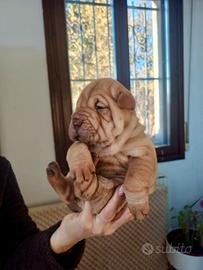 Cuccioli di Shar Pei