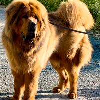 Tibetan Mastiff per monte