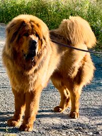 Tibetan Mastiff per monte