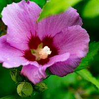 alberi di hibiscus fiori viola con interno rosso