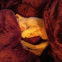 Sphynx 3 mesi
