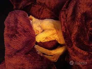 Sphynx 3 mesi