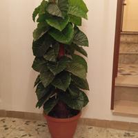 Pianta Artificiale 
