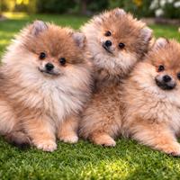 Cucciolata volpino pomerania pedigree