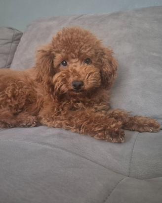 Barboncino toy